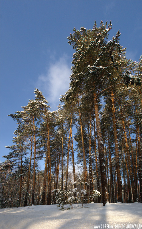 Сосновый лес зимой
