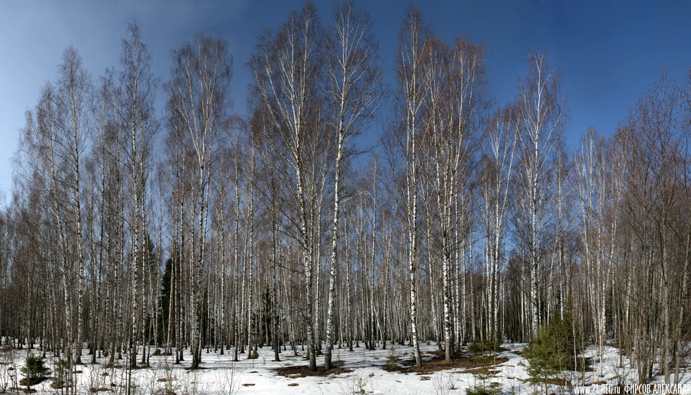 Весенние березки