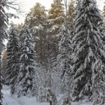 Зима. Дорога. Лес