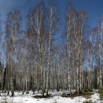 Весенние березки