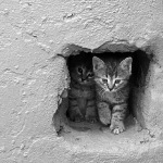 Кошкин дом